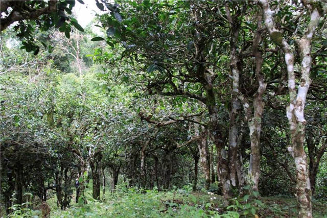 �ؿ���ɽͼƬ(ͼƬ1)