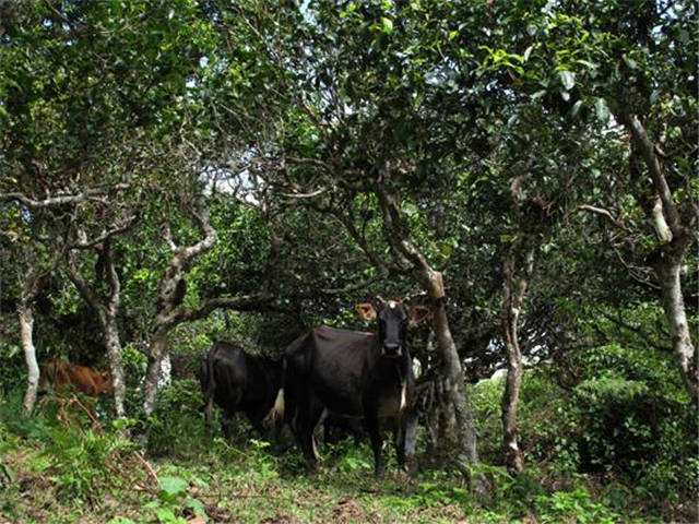 �ؿ���ɽͼƬ��ͼƬ2��