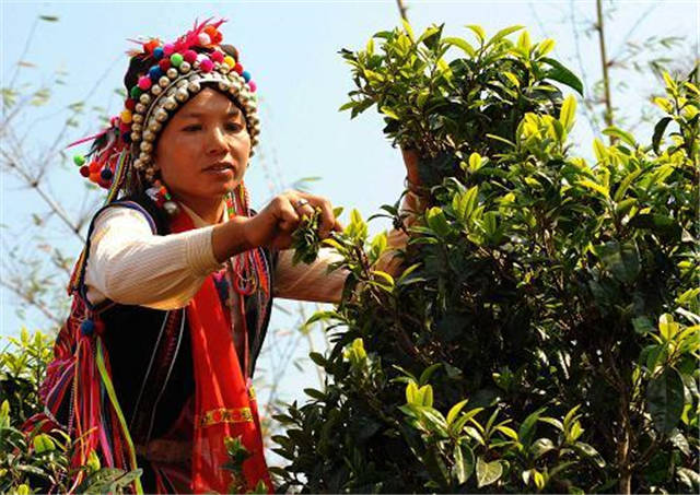 贺开拉枯族人在采摘茶叶