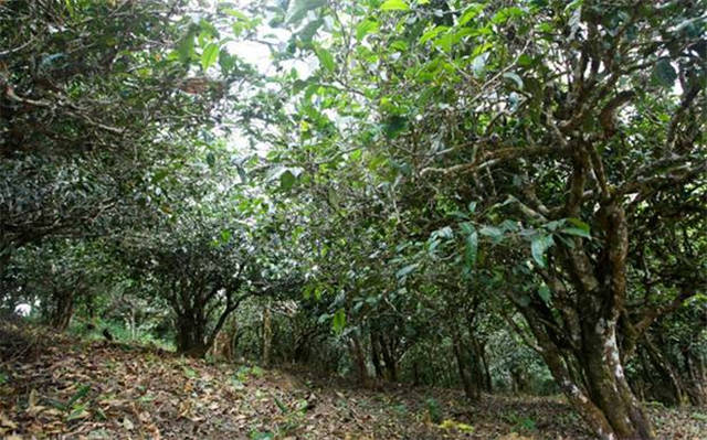 �а�Ų�ɽ����������ʷ