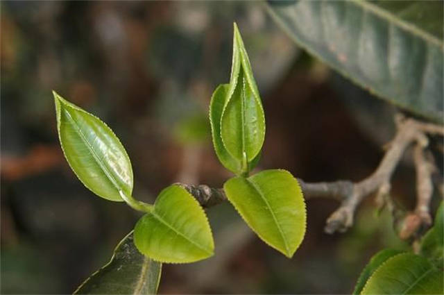 �ؿ�������۸񣺺ؿ��ն���Ϊʲô��ô��