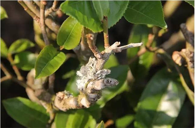 �ؿ�������۸񣺺ؿ��ն���Ϊʲô��ô��