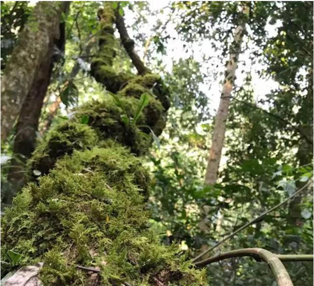 ���ϹŲ�԰����Щ��ʲô�ǹŲ�԰��