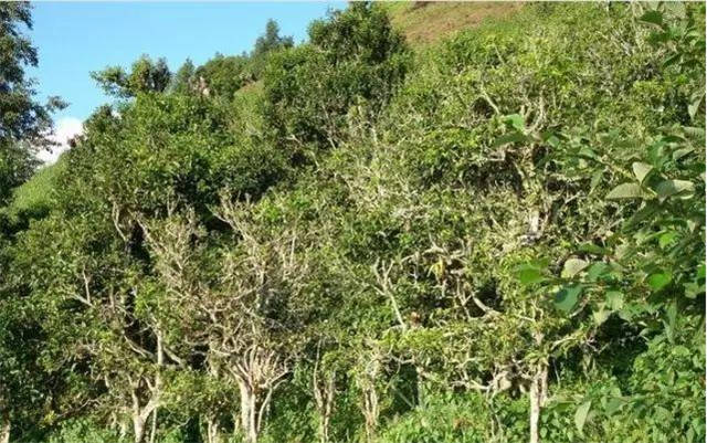 ���ϹŲ�԰����Щ��ʲô�ǹŲ�԰��