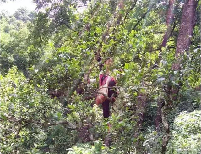 ���ϹŲ�԰����Щ��ʲô�ǹŲ�԰��