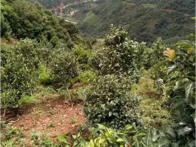 ���ϹŲ�԰����Щ��ʲô�ǹŲ�԰��