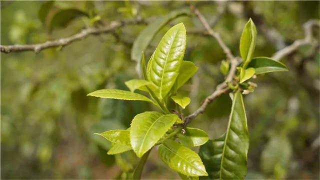 ���������ն���۸񣺱��������ն������Ǯһ�