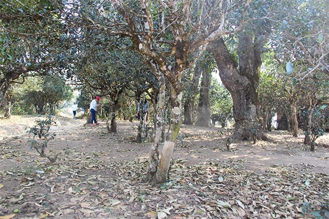 �ؿ�������2021��۸񣺺ؿ��ն���������۸����Ǯһ�