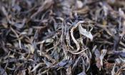 普洱茶毛料价格、普洱茶原料价格2021年7月20日报价