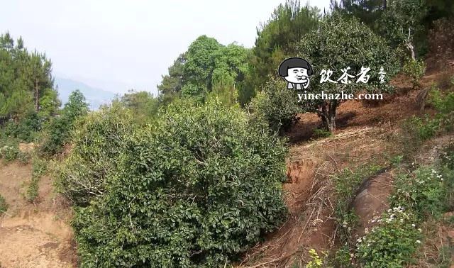 ��ɽ�ն����ص㣺�ٲ״�ɽ�Ĳ���ô��