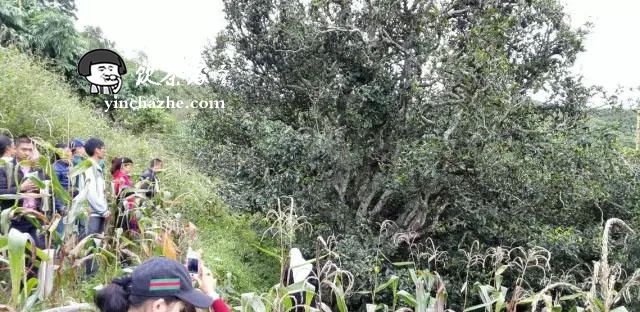 ��ɽ�ն����ص㣺�ٲ״�ɽ�Ĳ���ô��