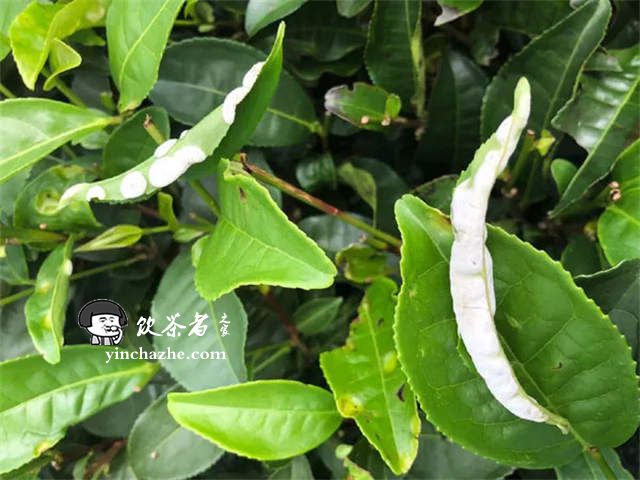 茶叶所赴大渡岗开展茶园双减项目工作
