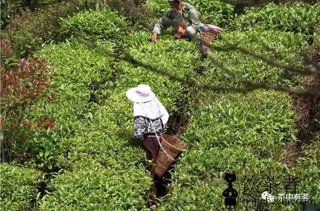 �ն�����ʲôʱ�����У�2022�������կ�����贺��ë�ϼ۸�