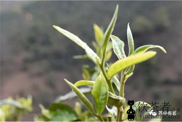 �ն����輸�·ݲ�ժ���ն�����û������ã�