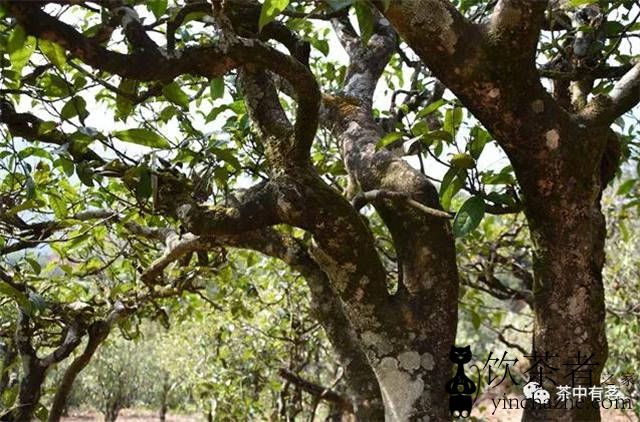 �ն����輸�·ݲ�ժ���ն�����û������ã�