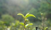 2020年曼松普洱茶古树春茶价格是多少钱一斤？