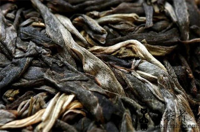 冰岛南迫古树茶的特点,冰岛南迫古树茶香气好,野韵足,茶气强