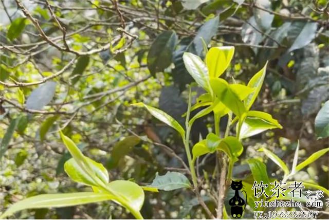 �ն�������ʲô�裿�ն����������ֲ裿