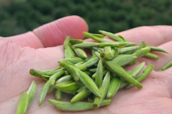 ͩ��С����Ҷ��ô����ͩ��С����Ҷ�ܹ���