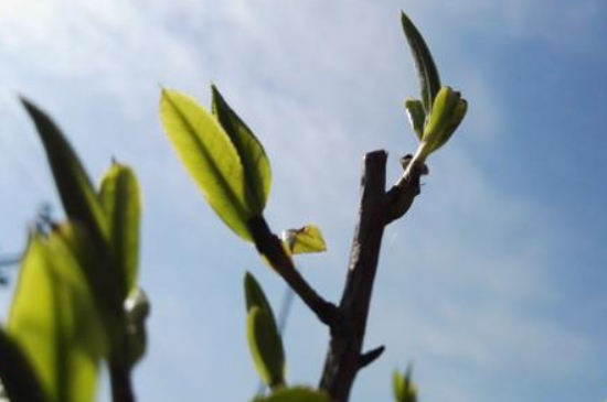 ������˵���ʮ��������ʲô�����ʮ���������Ʒ�ֽ��ܣ�