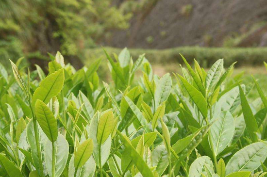 ������˵���ʮ��������ʲô�����ʮ���������Ʒ�ֽ��ܣ�