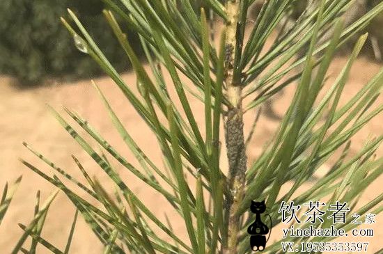 ������ˮ�Ľ��ɣ���Щ�˲��ܺ�����ˮ��