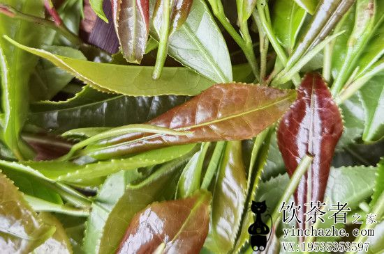 ���챾�ز�ҶʲôƷ����ã���������Ҷ����ЩƷ��?