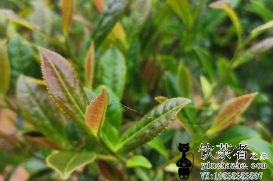 紫芽茶多少钱一斤,普洱紫芽茶价格?