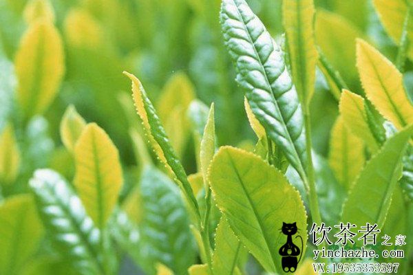 �Ʋ�Ĺ������̣���Ҷ�����������������