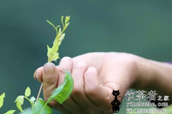 ݮ����������裬ݮ����ô����������