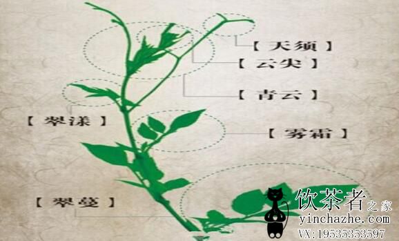 ݮ����������裬ݮ����ô����������