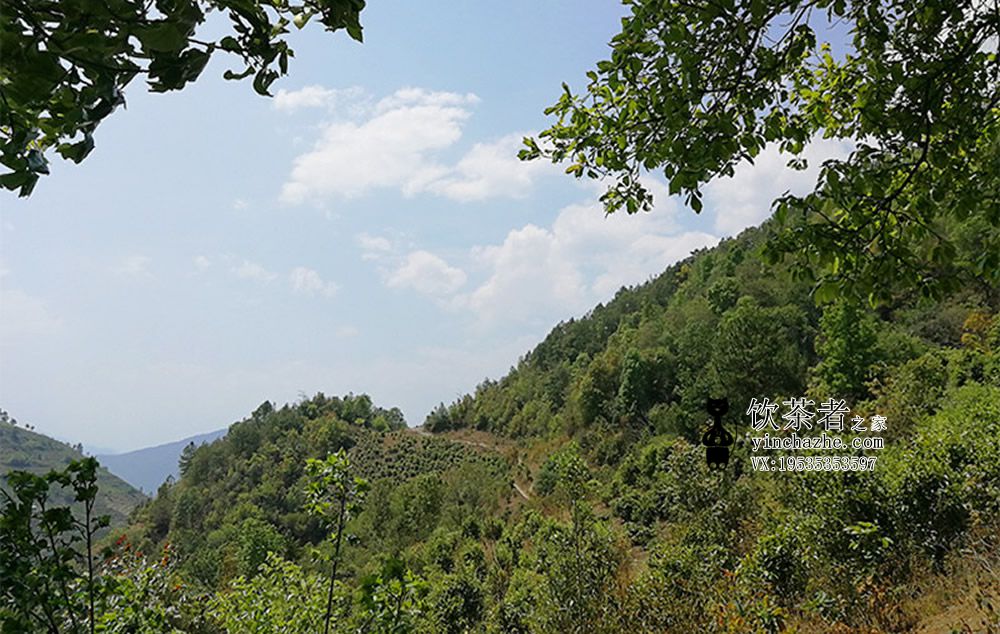 2025年七象茶业 无量山兰韵古茶365 生茶 200克