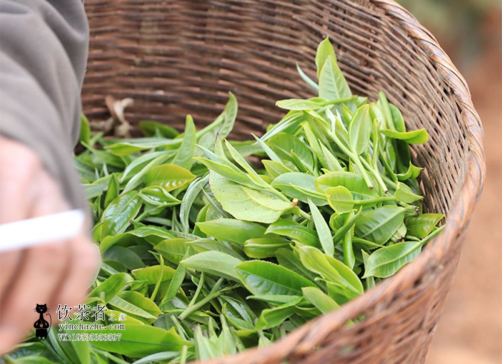 2025年七象茶业 无量山兰韵古茶365 生茶 200克