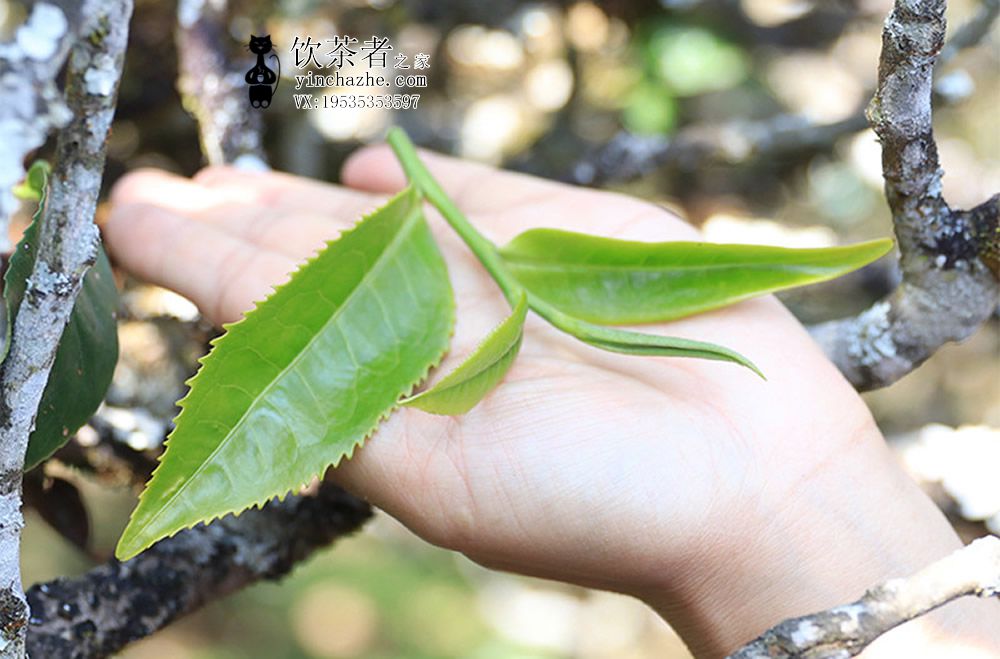 ��������ɽ�ն�����ô��?��������ɽ�ն�����������?