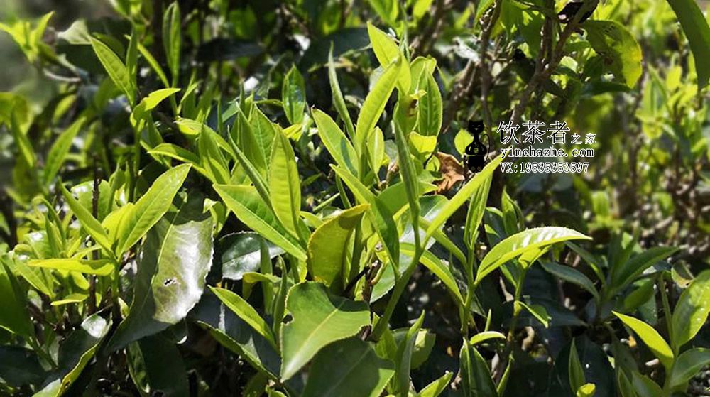 ����ɽ������к��ص㣿����ɽ�������ĸ�������