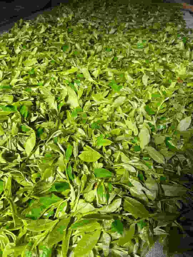 滑竹梁子茶山实拍