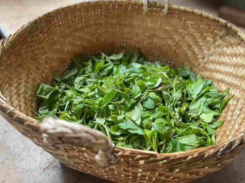 广别老寨村茶山实拍
