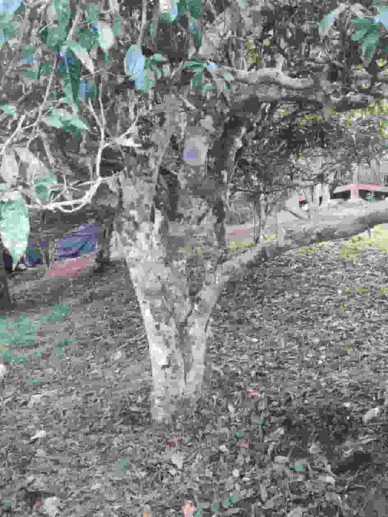 丫口老寨茶山实拍