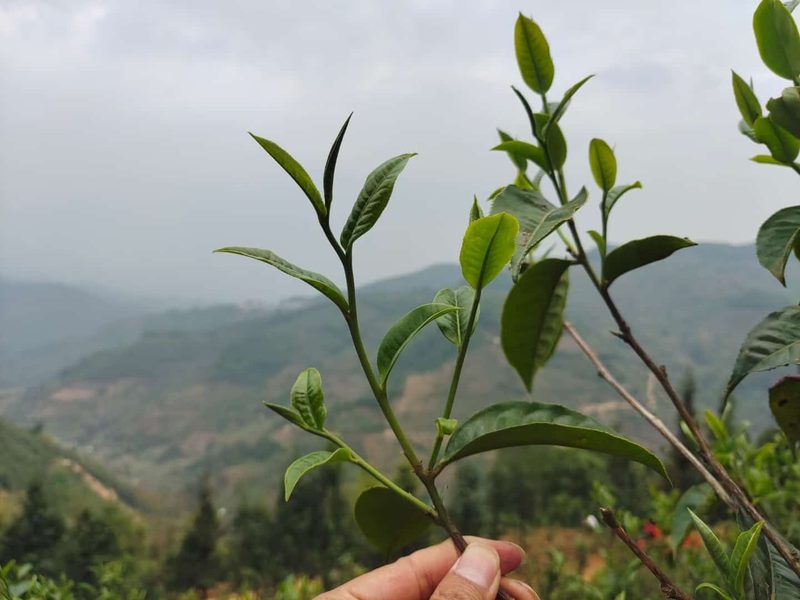 南糯山茶山实拍