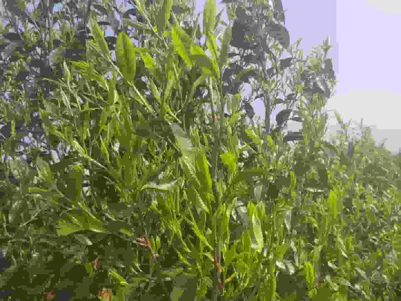 南糯山半坡茶山实拍