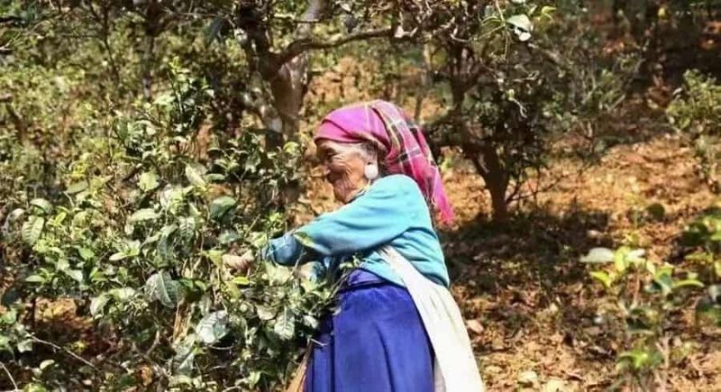 石头老寨茶山实拍