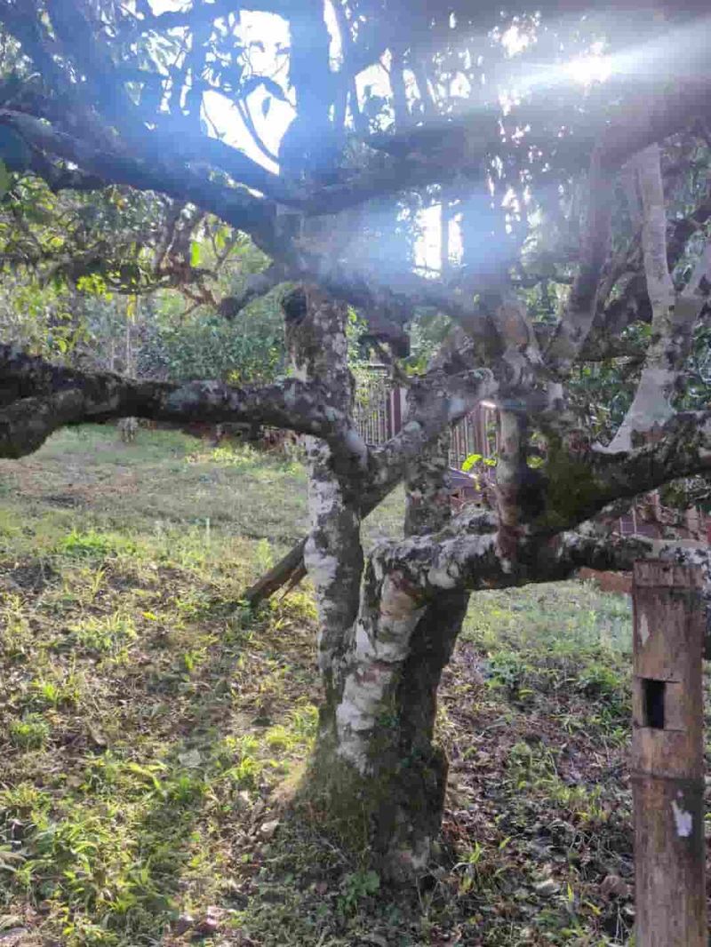 革登老寨茶山实拍