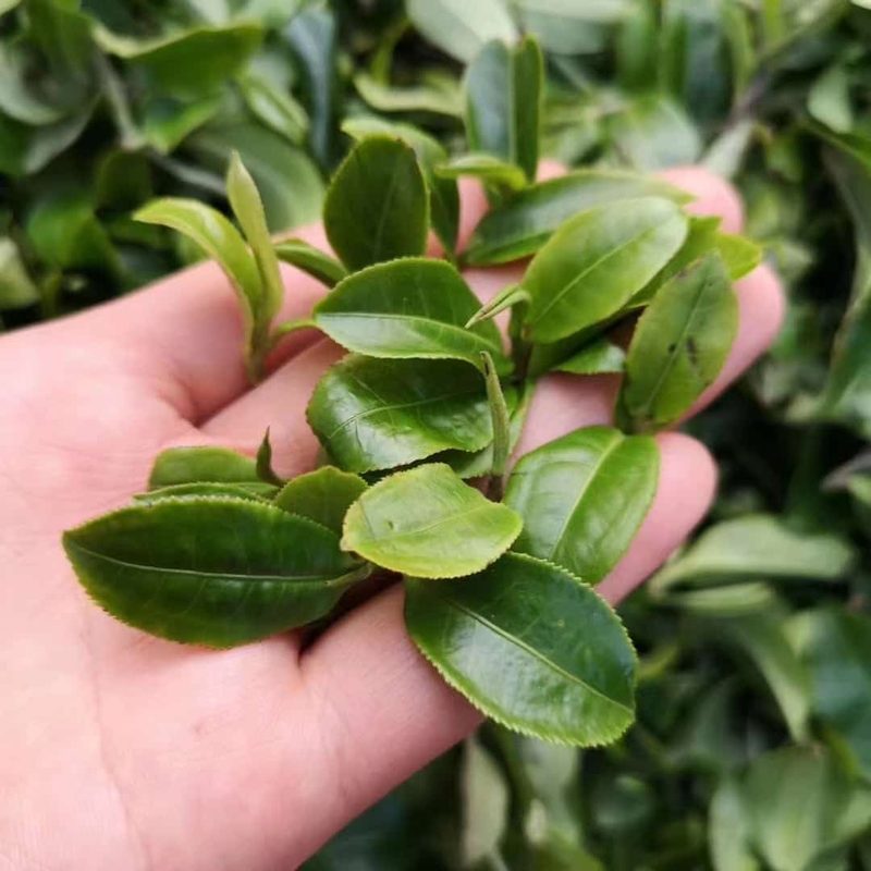 团结丫口茶山实拍