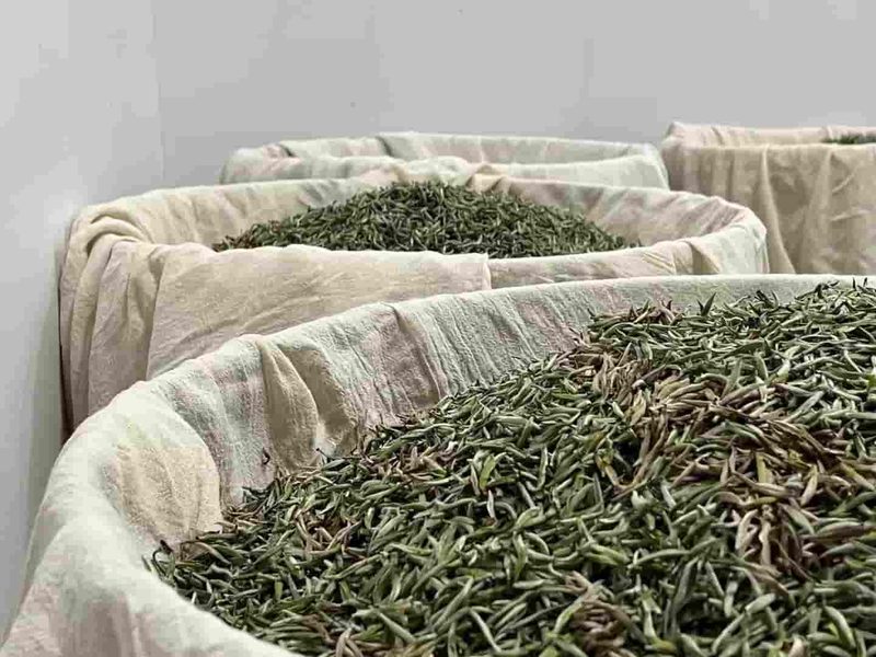 那赛村茶山实拍