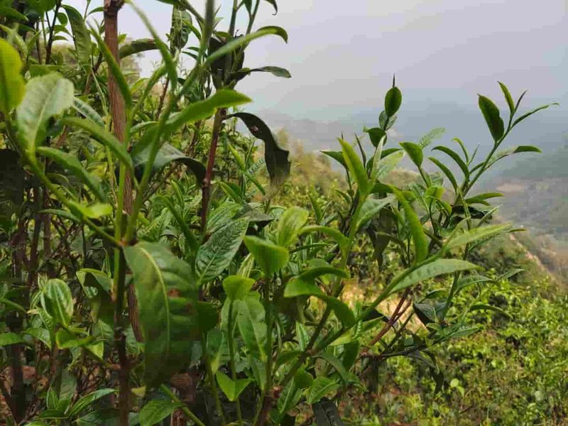 邦改村茶山实拍