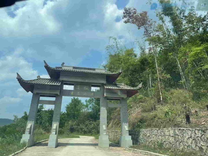 忙怀茶山实拍