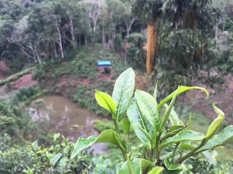 大寨龙潭茶山实拍