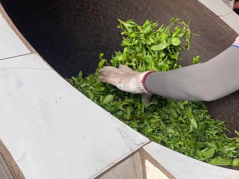 大理金花茶茶山实拍