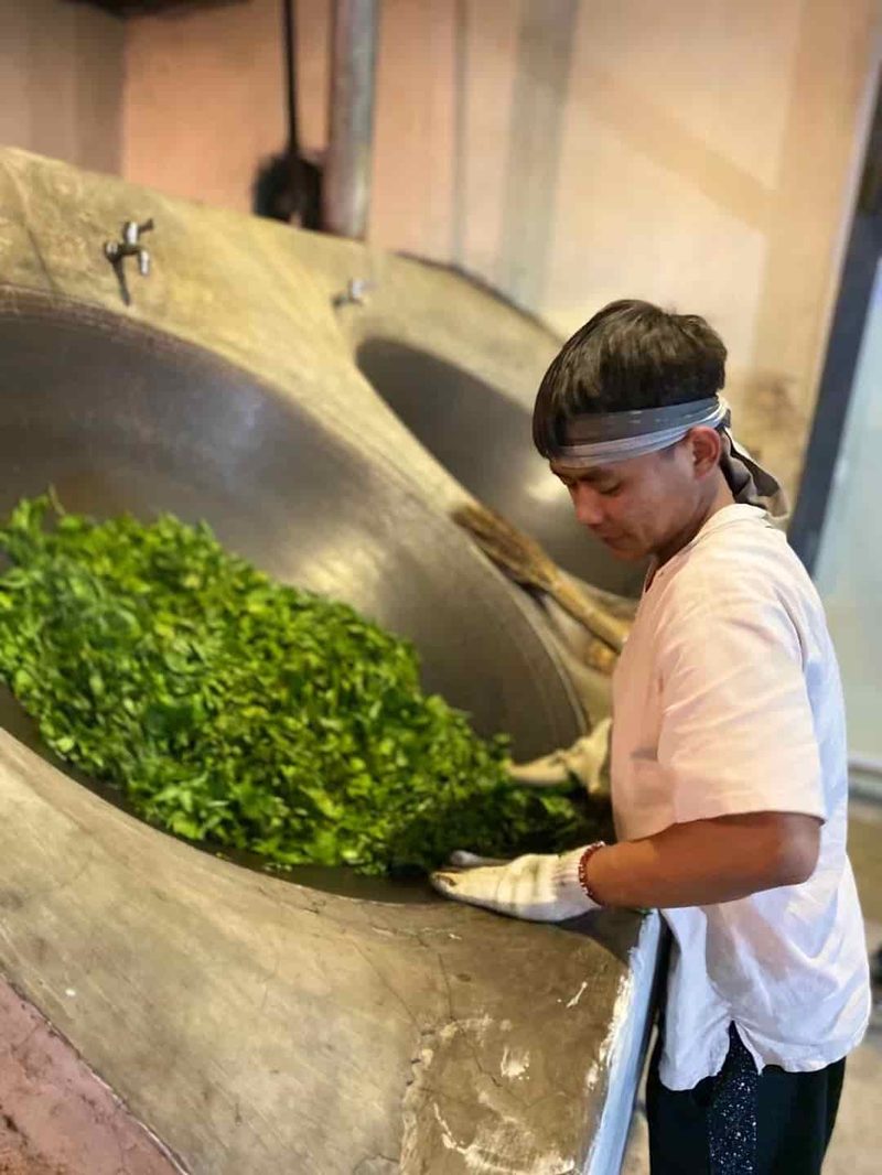 南本老寨茶山实拍