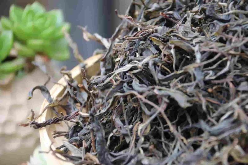大勐龙茶山实拍